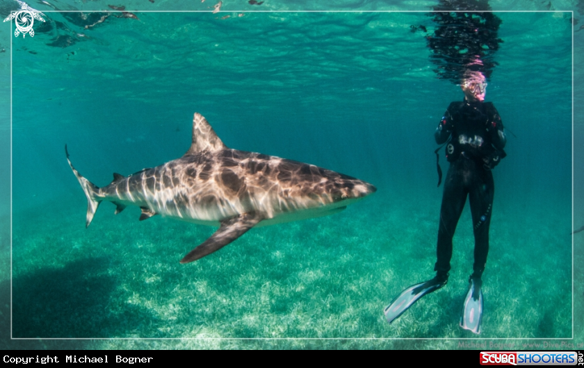 A Carribean Reef Shark