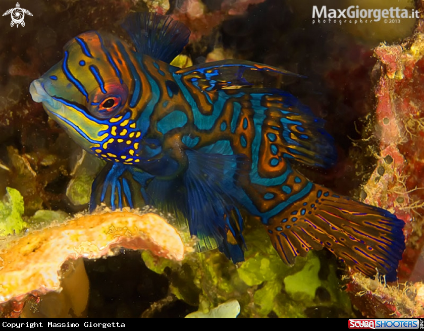 A mandarin fish