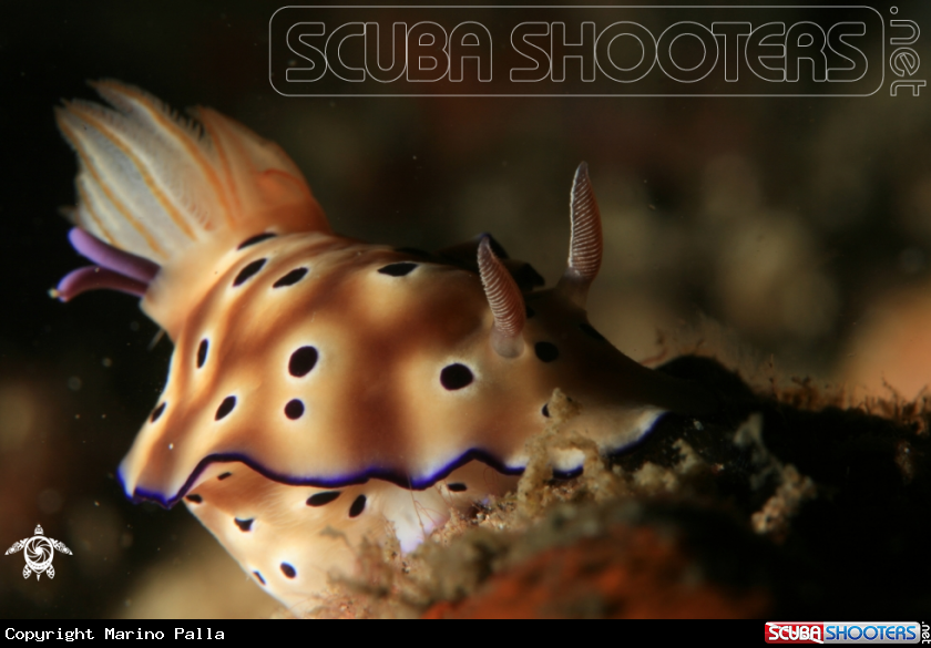 A Nudibranch