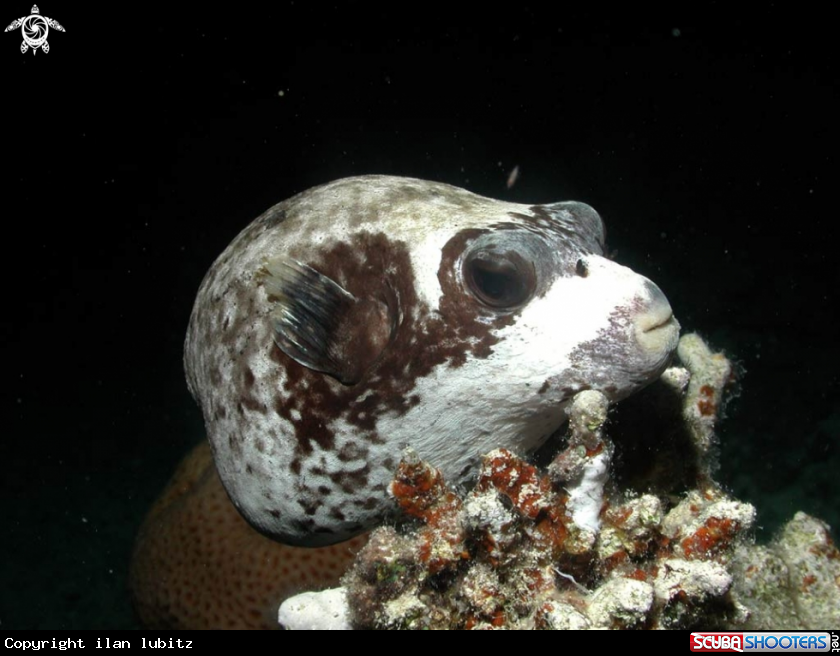 A puffer fish