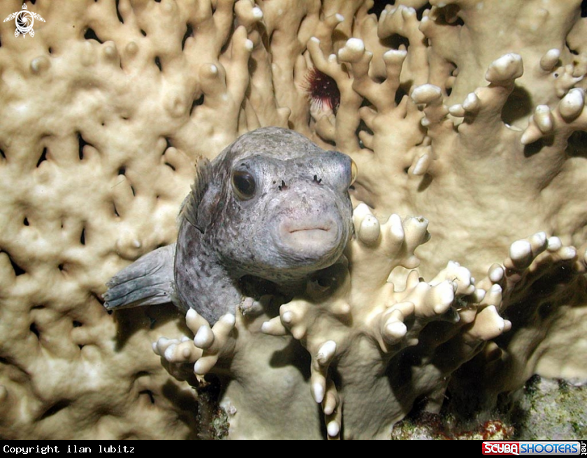 A puffer fish