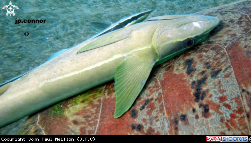 A Remora