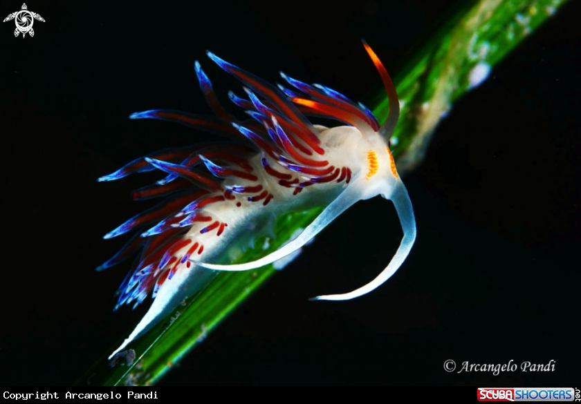 A Cratena Peregrina