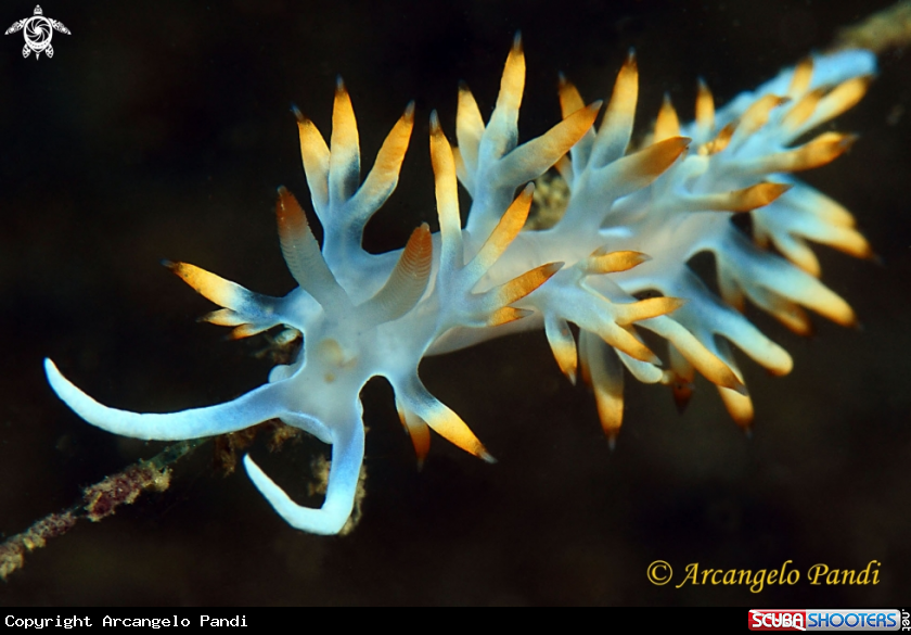 A Flabellina Babai