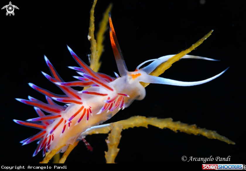 A Flabellina Cratena Peregrina