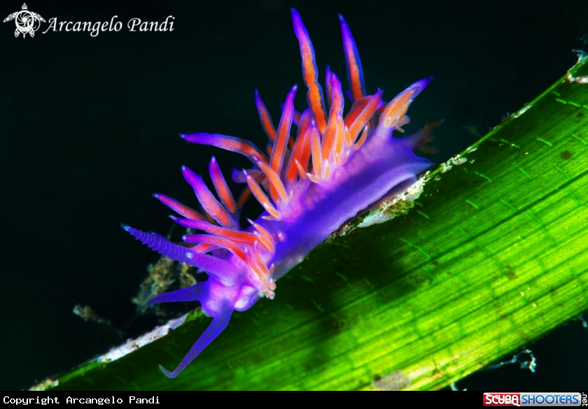 A Flabellina Affinis