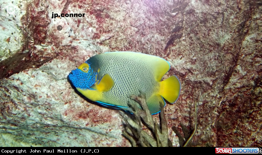 A Poisson Ange a tête bleue