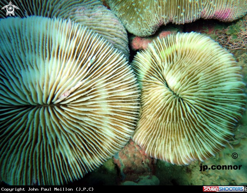 A Corail champignon