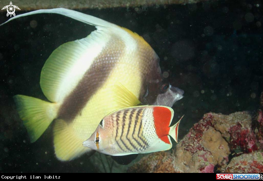 A reef fish