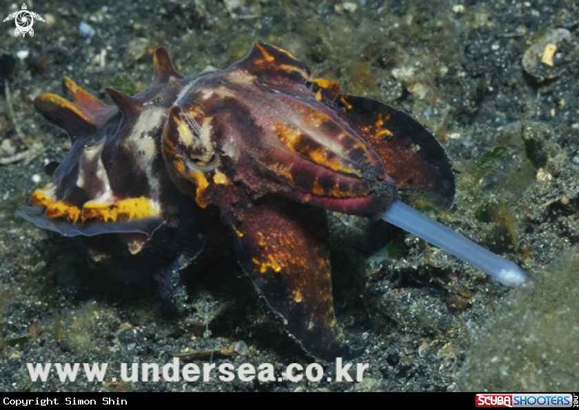 A framboyant cuttle fish