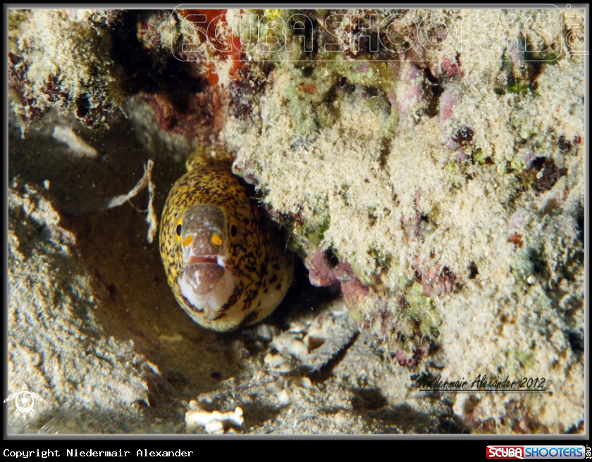 A underwater creature