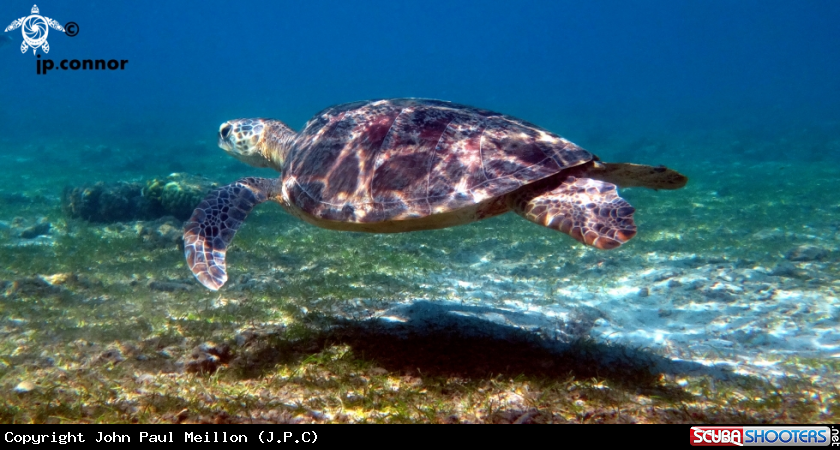 A Tortue Franche