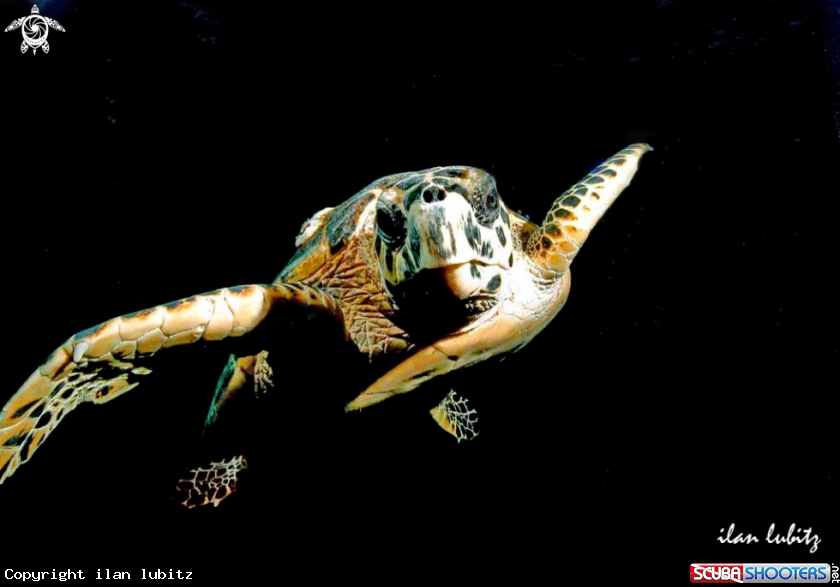 A Sea Turtle