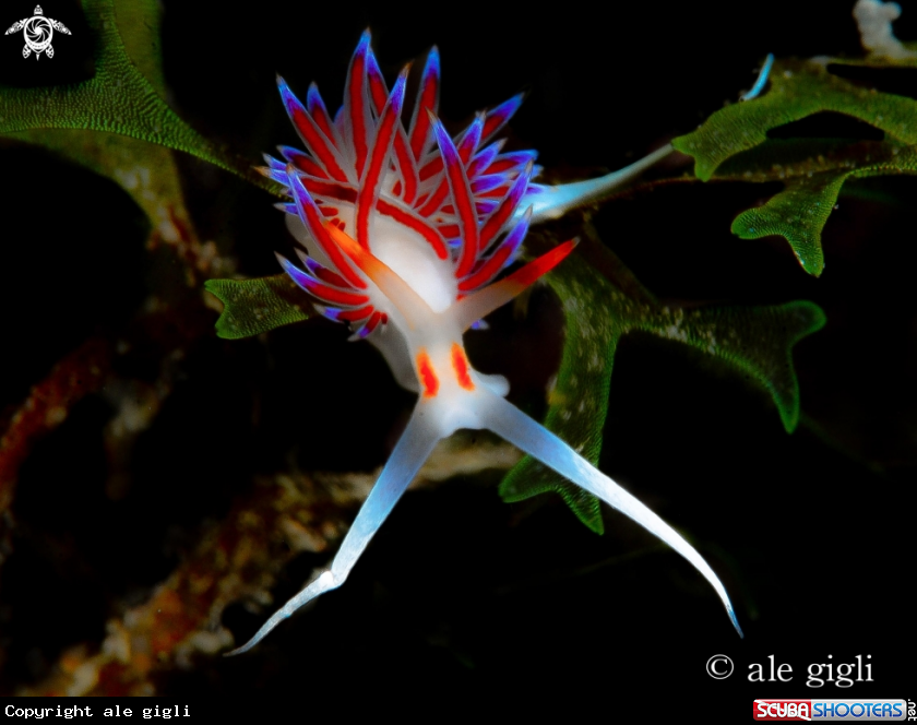 A NUDIBRANCO