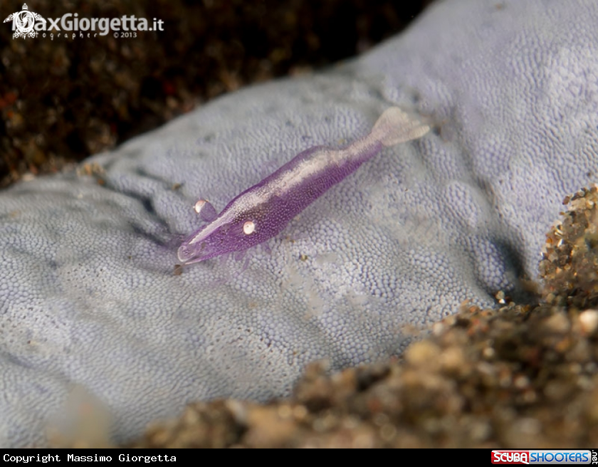 A star shrimp - Periclimenes soror 