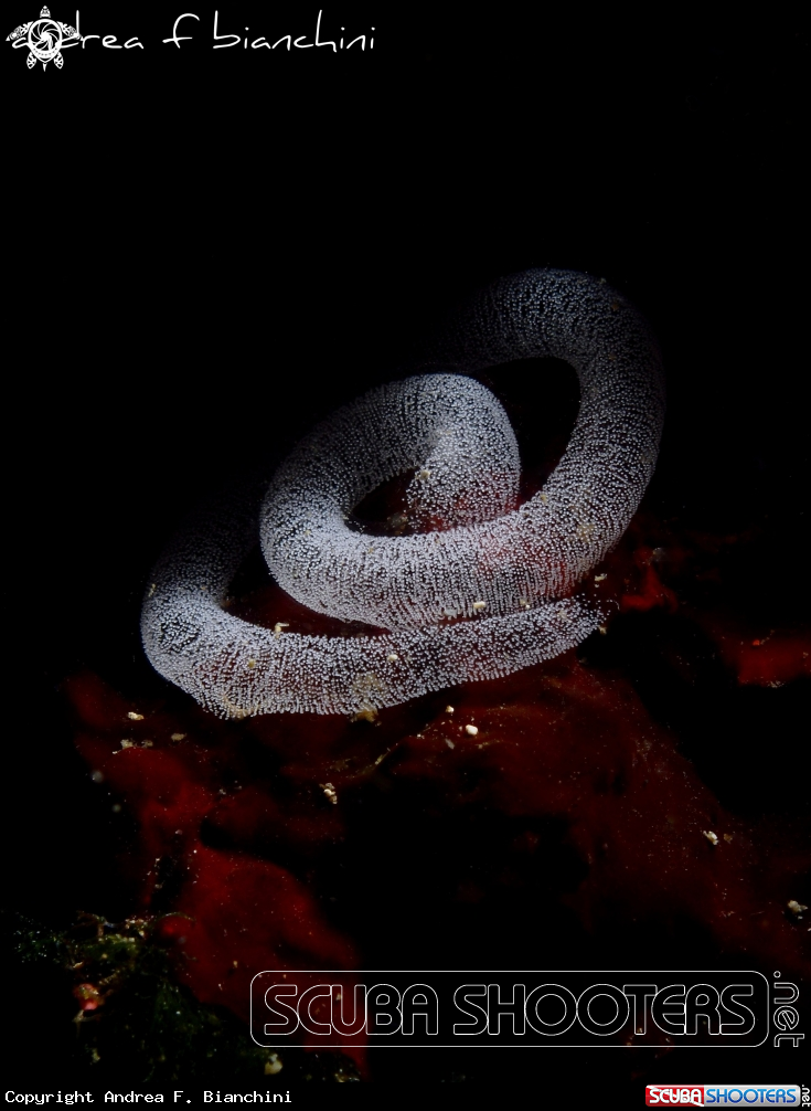 A Nudi's eggs