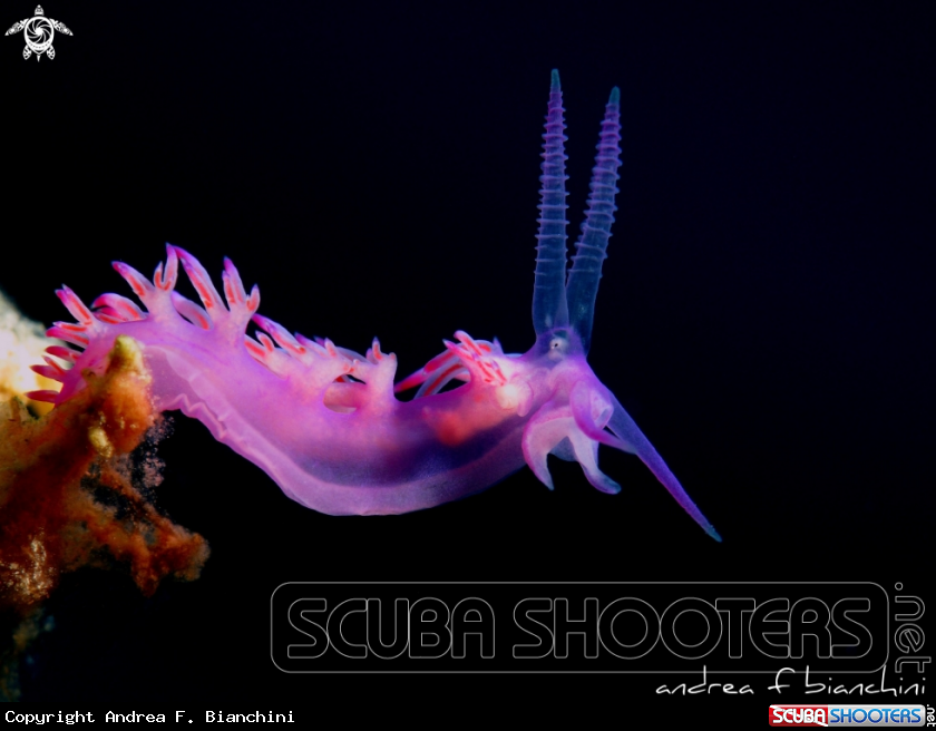 A Nudibranch