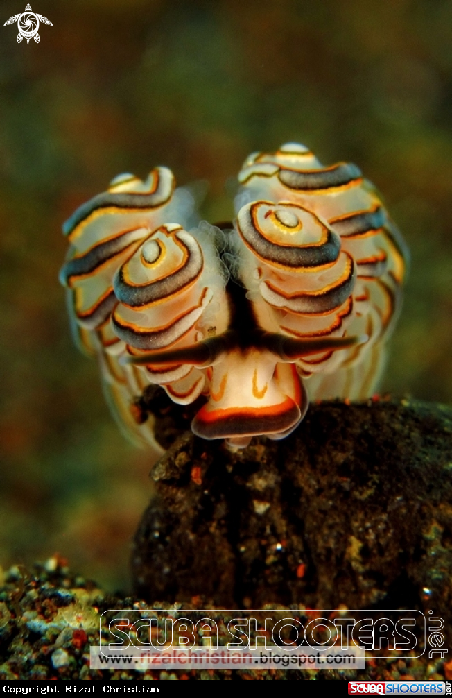 A Donut Nudibranch