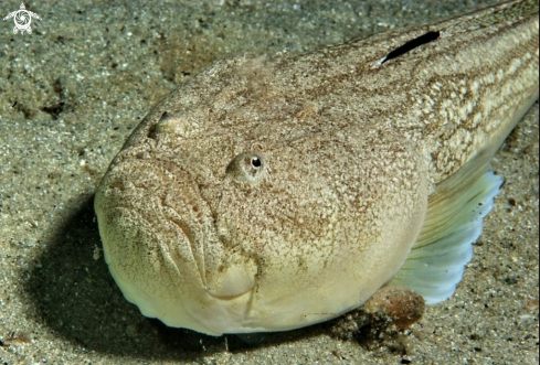 A Pesce lanterna