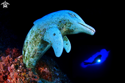 A Dolphin's cave | Dofi