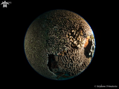 A Planet coral II
