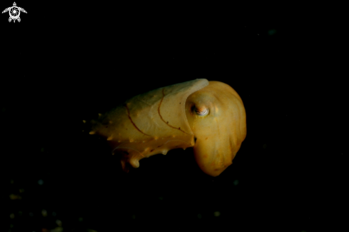A Cuttlefish