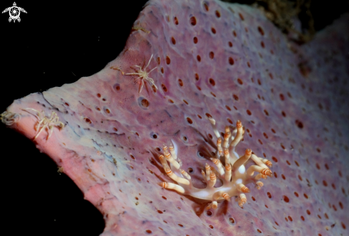 A Nudibranch and crabs