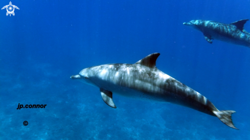 A Dauphins