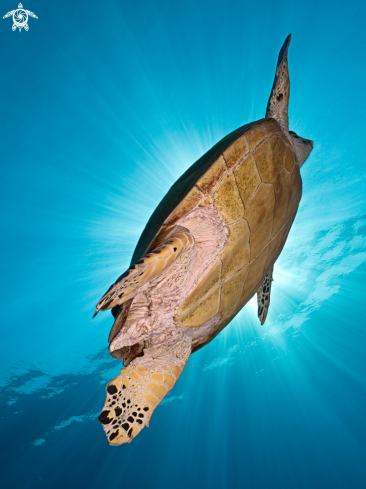 A Eretmochelys imbricata | Hawksbill Turtle