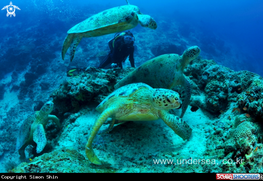 turtles in barracuda point, sipadan
