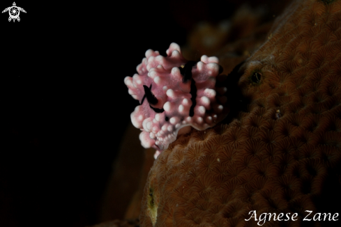 A Phyllidiopsis | Nubibranch