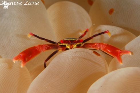 A Trapezia (?) | Coral Crab