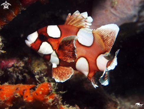 A Clownfish | Dancing Clown