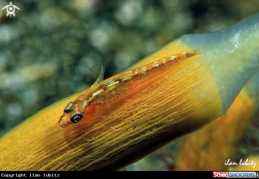 A goby