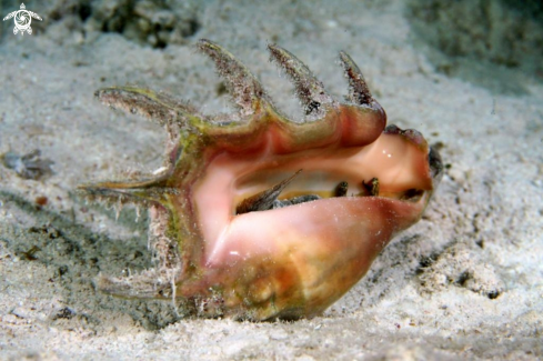 A Hermit Crab