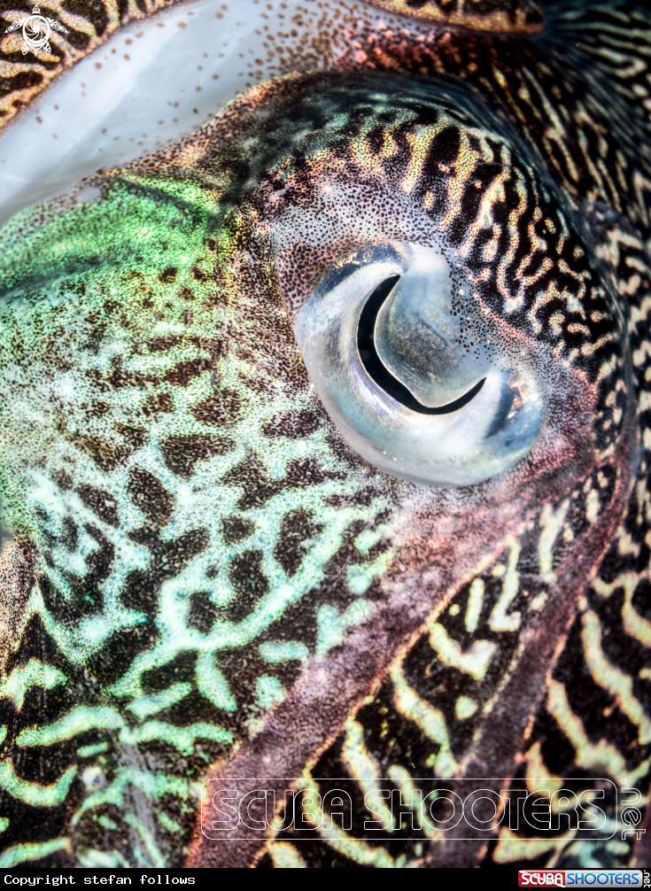 A Reef Cuttlefish 