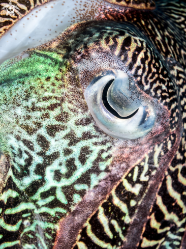 A Reef Cuttlefish 