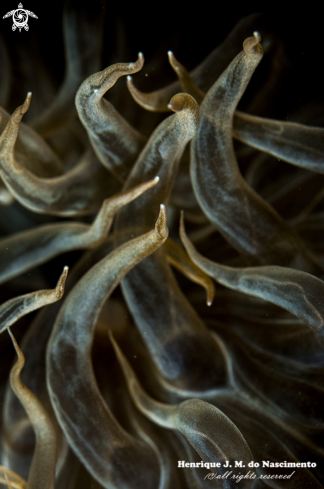 A Aiptasia mutabilis | anemone