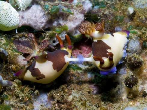 A Nembrotha chamberlaini | Nudibranch