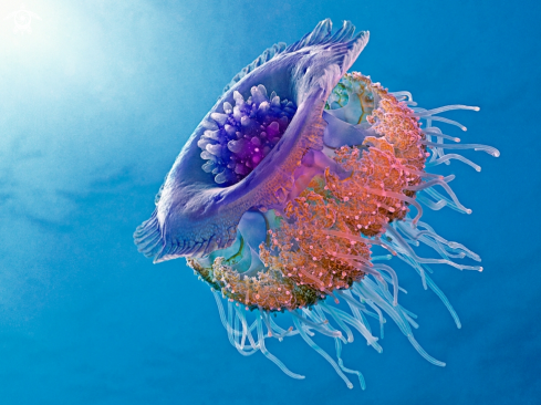 A Netrostoma setouchina | Crown Jellyfish