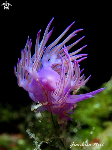 A Flabellina affinis  | Flabellina
