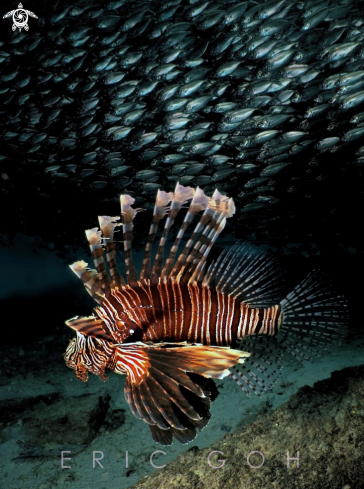 A Pterois Volitans | Lionfish and Yellowtail Scad