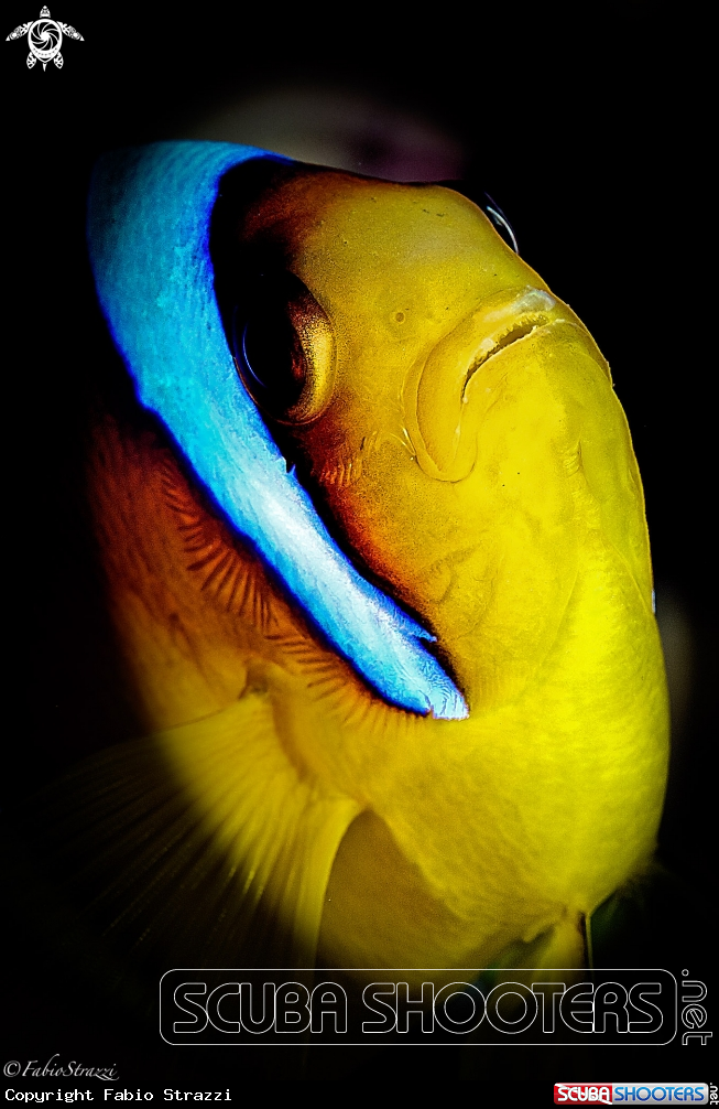 Nemo Portrait