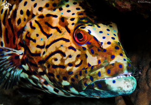 A Coral grouper
