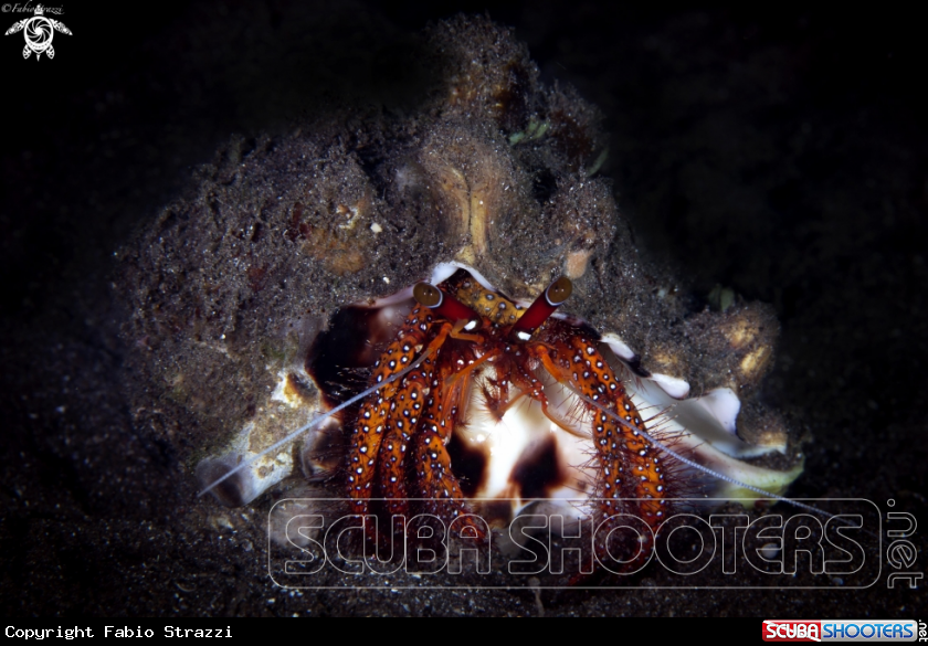Snooted hermit crab