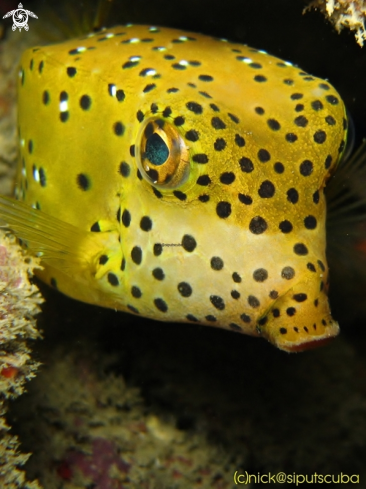 A yellow boxfish