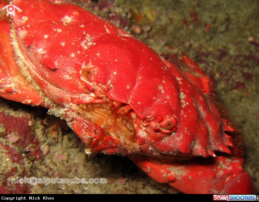 A red crab