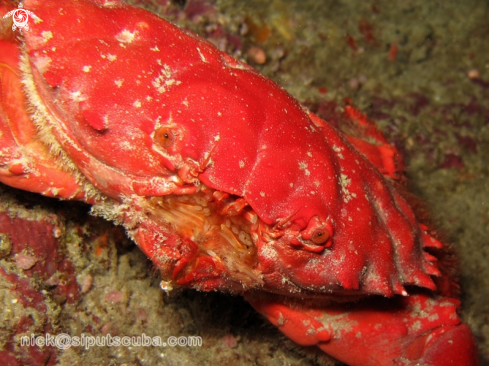A red crab