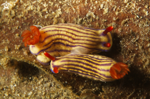 A Hypselodoris whitei | Nudibranch