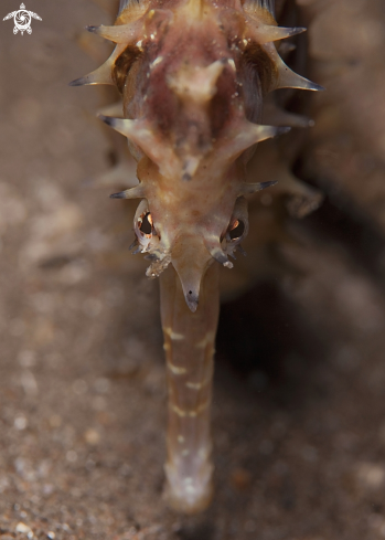 A Hippocampus histrix  | Thorny Seahorse